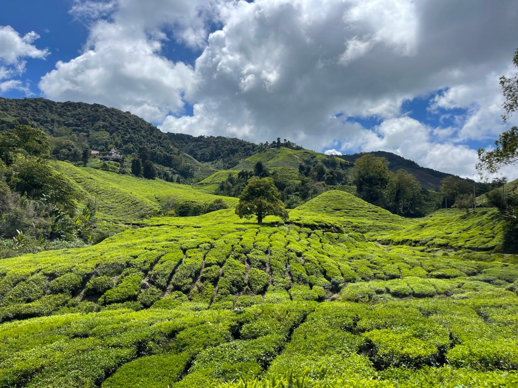 Maleisië – Cameron Highlands – Perhentian Islands&nbsp;🇲🇾